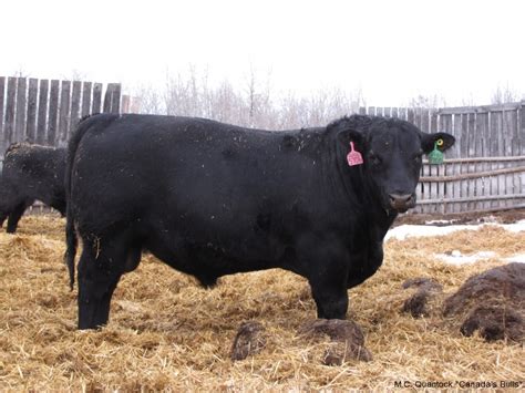 Black Angus Bulls For Sale from MC Quantock in BC AB SK MB