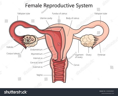 Reproductive System Diagram Female Anatomy Front View