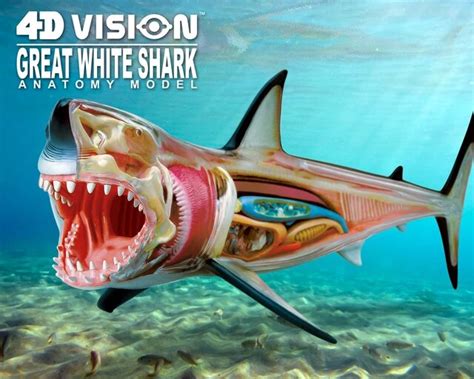 4d Vision Great White Shark Anatomy Model Instructions Wholesale Websites | dev-techtatva ...