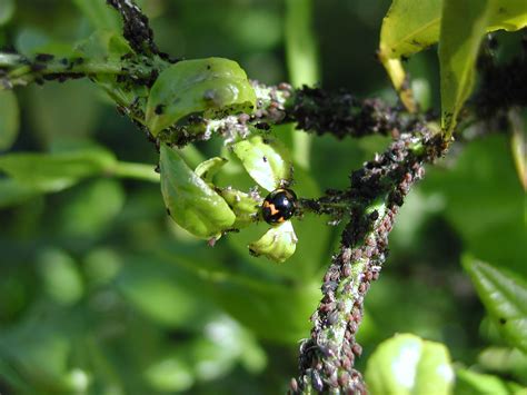 Aphids in citrus | Agriculture and Food