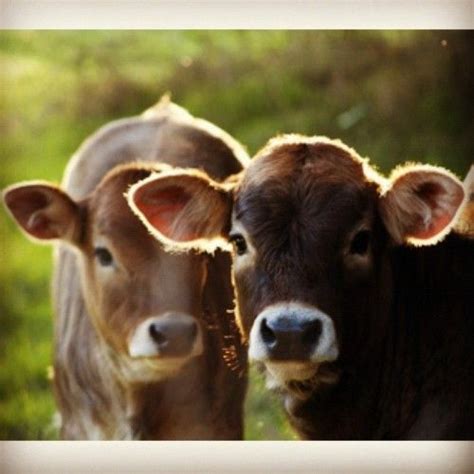 Brown Swiss calves | i love my cattle :) | Pinterest