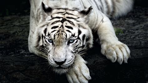 3840x2160 tiger 4k new hd pc wallpaper | Tiger wallpaper, Tiger images, Animal wallpaper