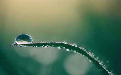 Dew drops 4K Wallpapers | HD Wallpapers | ID #26614