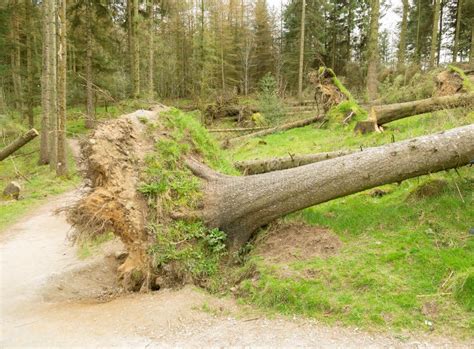 Trees Blown Down by Strong Storm Winds Stock Image - Image of forestry ...