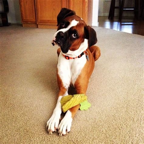 boxer dog head-tilt | Boxer babies | Pinterest