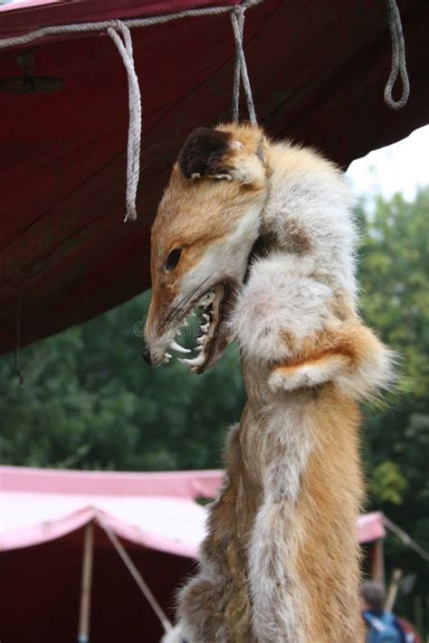 A Fox`s Pelt Hanging at the Reenactment of the Battle of Hastings in ...