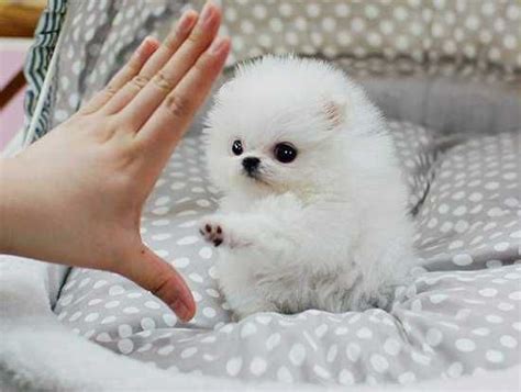 Teacup Pomeranian Puppies Adopt A Puppy For Free Online - Pets Lovers