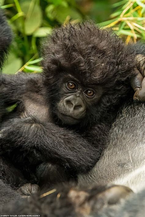 Baby's bad hair day! Three-week-old mountain gorilla sports frizzy mop ...