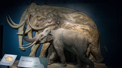 The Mystery of the Mini Mammoths | Mammoth, Ancient animals, Animals