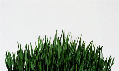 Indoor Plant. Grass in the House Stock Image - Image of natural, indoor: 182723673