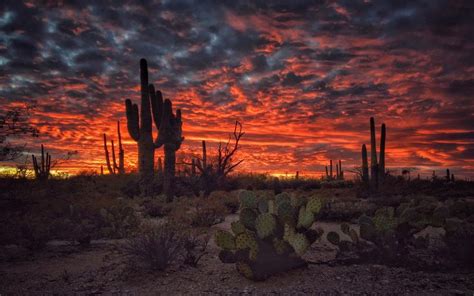 Tucson Arizona Sunset Flaming Sky Desert Landscape With Cactus Desktop Hd Wallpapers For Mobile ...