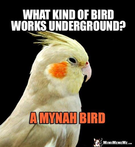 75 best Funny Bird Memes images on Pinterest | Funny birds, Hilarious stuff and Hilarious