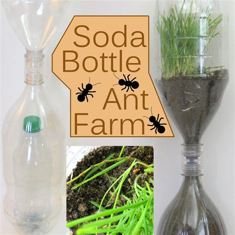 Soda Bottle Ant Farm : 10 Steps (with Pictures) - Instructables