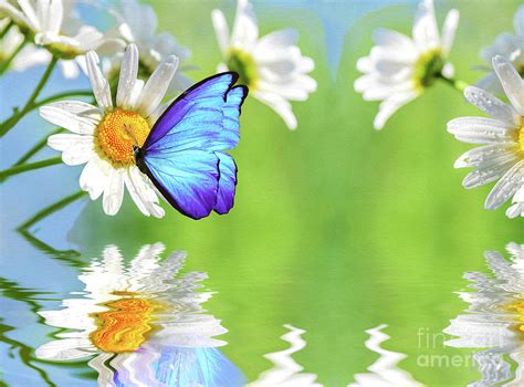 Butterfly on Daisy Photograph by Laura D Young - Fine Art America