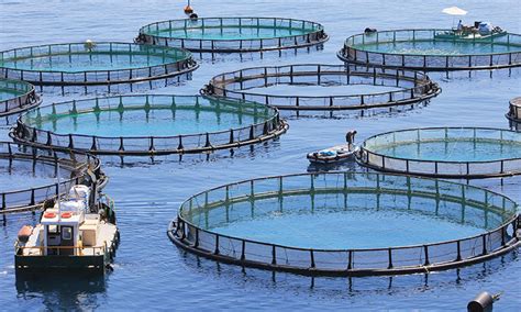 Aquaculture awash in controversy | PCC Community Markets