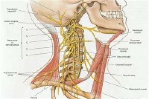 Phrenic Nerve Repair - Plastic Surgery | UCLA Health