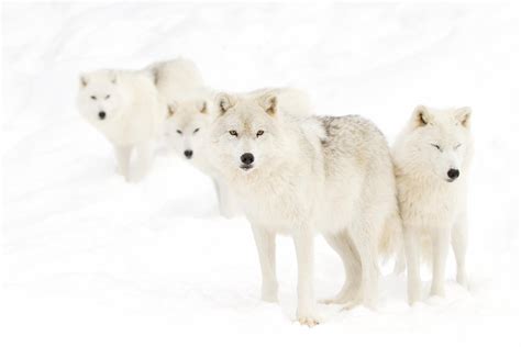 Winter wonders: 15 glorious photographs of snow-white animals in ...