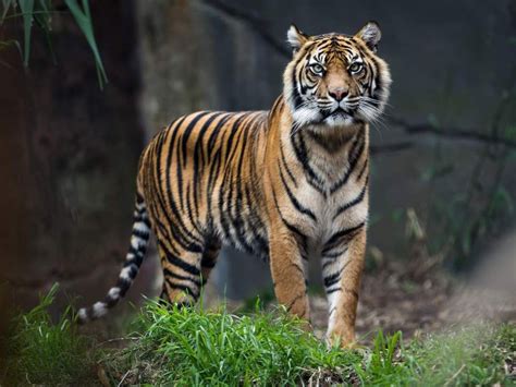 Reclassifying remaining 4,000 tigers in world could help save them from ...