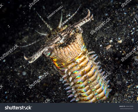 Bobbit Worm Eunice Aphroditois Stock Photo 434410390 - Shutterstock