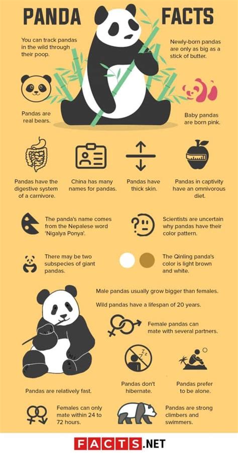 50 Giant Panda Facts That You Never Knew About