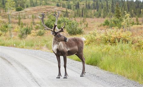 Ten reasons why caribou are way cooler than you think - David Suzuki ...