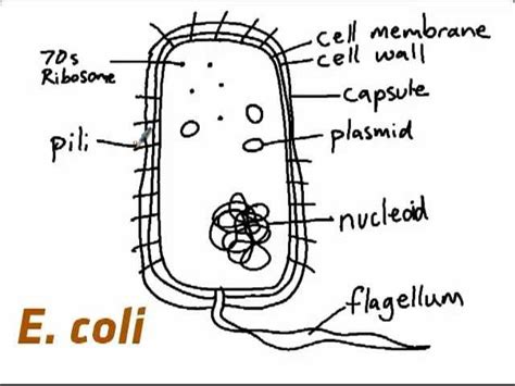 E Coli Diagram