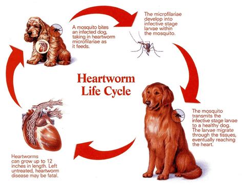 Heartworm Disease – Causes, Testing and Prevention for Your Pet