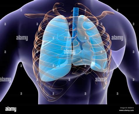 Conceptual image of human lungs and rib cage Stock Photo - Alamy