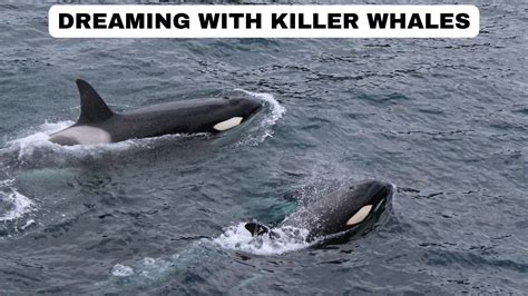 Dreaming With Killer Whales - It Represents Kindness And Happiness