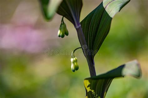 Polygonatum Multiflorum Flower in Meadow, Close Up Stock Image - Image ...