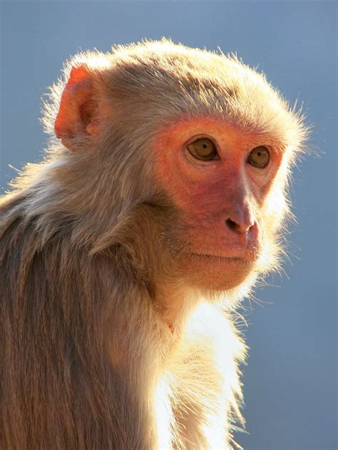 Rhesus Macaques – Primates Incorporated in 2021 | Rhesus macaque ...