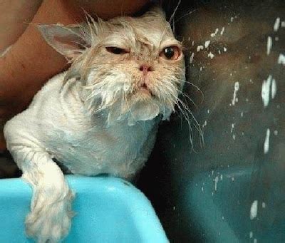 Cat bathing - 34Pics | Curious, Funny Photos / Pictures