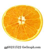 900+ Orange Fruit Stock Illustrations | Royalty Free - GoGraph
