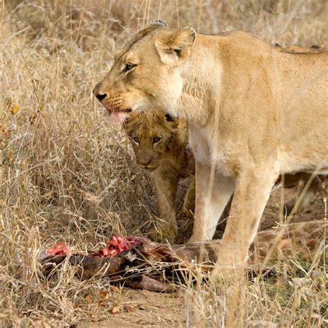 Premium Photo | Pride of lion eating a giraffe