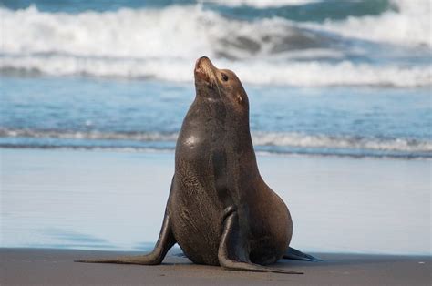 California Sea Lion - Natural History on the Net