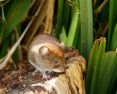 Bank Vole - Facts, Diet, Habitat & Pictures on Animalia.bio