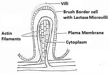 Microvilli - Definition, Structure and Function, Microvillus