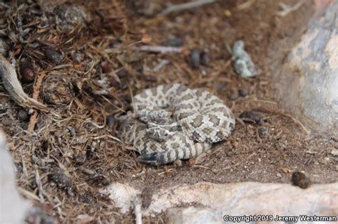 Great Basin Rattlesnake (Crotalus oreganus lutosus)