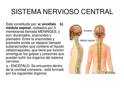 Sistema Nervioso Central Sistema Nervioso Sistema Nervioso Central | Porn Sex Picture