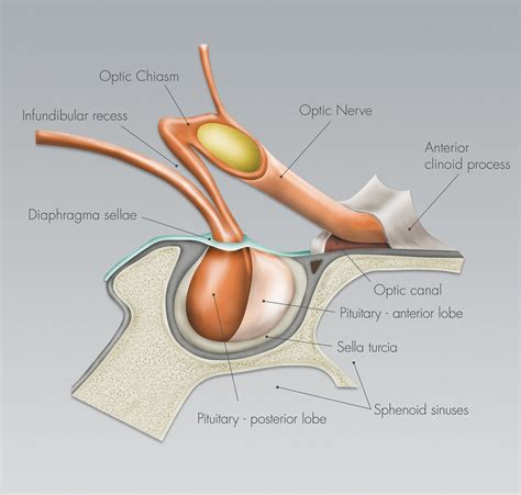 Optic Nerves And Chiasm