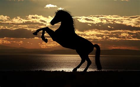 Horse Silhouette at Sunset 4K Wallpapers | HD Wallpapers | ID #23546
