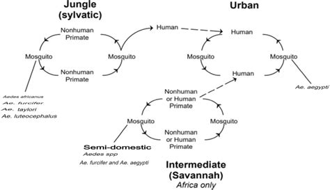 Transmission cycle of yellow fever virus | Download Scientific Diagram