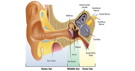 Sensorineural Hearing loss - www.medicoapps.org