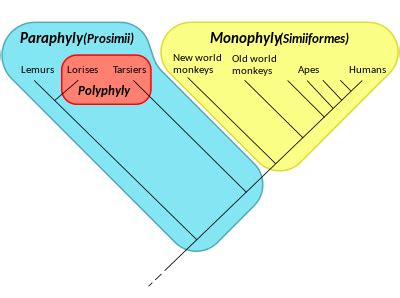 Are Protists Paraphyletic? Facts You Should Know – Lambda Geeks