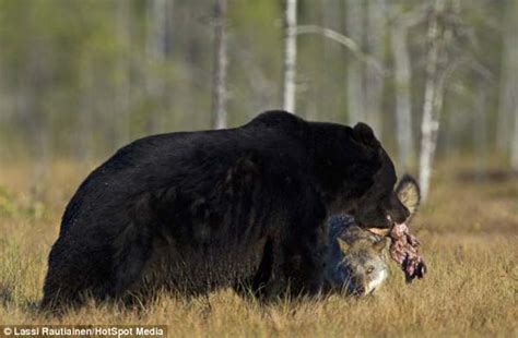 A Photographer Captured Something So Rare, No One Will Probably See It ...