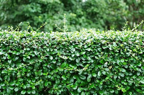 Guide to Murraya Hedge Spacing - Yard Work