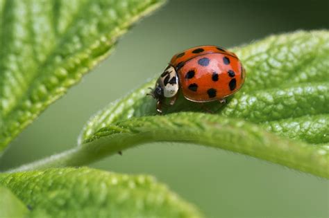 Asian Lady Beetle Facts, Habitat, Diet, Life Cycle, Baby, Pictures