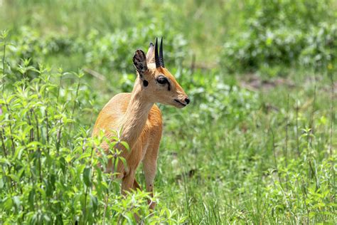 Oribi antelope Ethiopia, Africa wildlife Photograph by Artush Foto