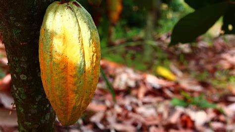 cocoa, cultivation, fruit, harvest, colombia, fruits and vegetables | Pikist