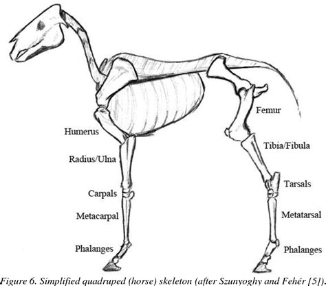 [PDF] Anatomy and Animation: Anatomically Based Animation Skeletons for Quadrupeds | Semantic ...